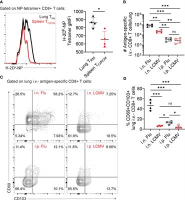 Location versus ID: what matters to lung-resident memory T cells?